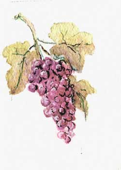 Grapefully Yours  Charlotte Olson Merrimac WI watercolor